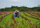 Agricultura
