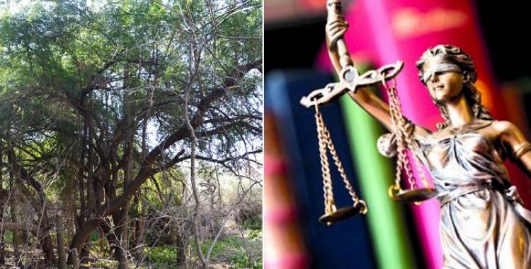  Día del Abogado y el Árbol